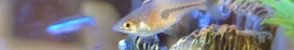 冷却枕カバーについてご存知でしょうか？