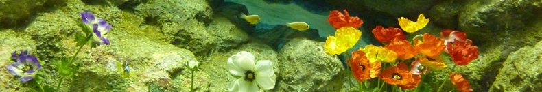 とうもろこし、ご存知でしょうか？